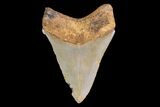 Serrated, Fossil Megalodon Tooth - North Carolina #147764-2